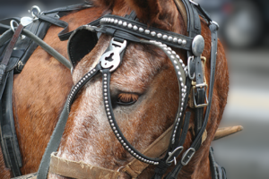 New Orleans mule