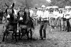 Mississippi Mule Pull