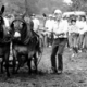 Mississippi Mule Pull